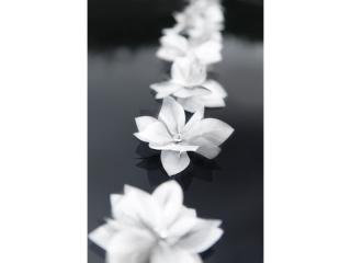 Kwiatki z dżetem do przylepiania, biały, 8cm, 1op.