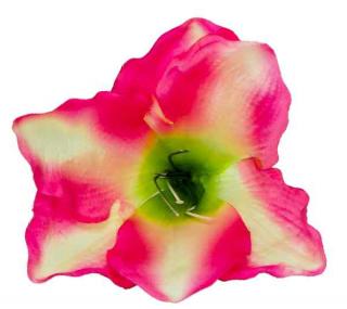 Amarylis główka 15 cm kwiat Pink/Cream