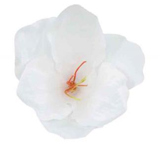 Amarylis główka 15 cm White