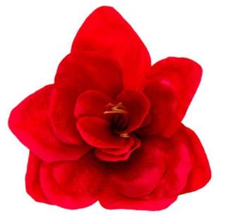 Amarylis główka kwiat  Red