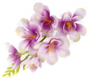 FREZJA mięsista główka kwiat Lilac/Cream/Green
