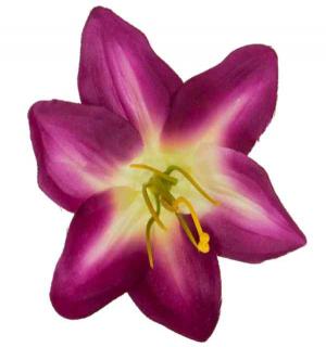 LILIA Kwiat satynowa główka Cream/Purple