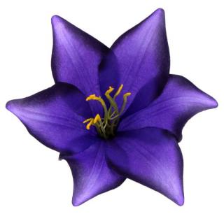LILIA Kwiat satynowa główka Violet