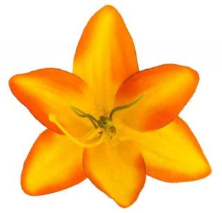 LILIA Kwiat satynowa główka Yellow/Orange