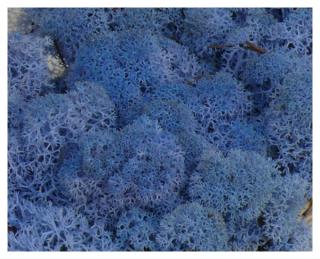 MECH Chrobotek Reniferowy (19.Lavender Blue) 2,5 kg mech na ścianę, mech norweski, lawendowy, niebieski
