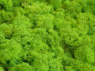 MECH Chrobotek Reniferowy (2.Spring Green) 2,5 kg mech na ścianę, mech norweski, jasny zielony