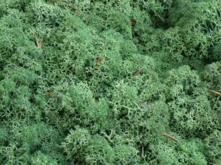 MECH Chrobotek Reniferowy (7.Mint Green) 2,5 kg mech na ścianę, mech norweski, miętowy, zielony