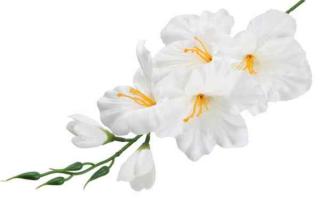 MIECZYK gałązka wys.53 cm White sztuczne kwiaty jak żywe