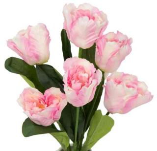 Tulipan papuzi Bukiet 7 kwiatów Cream / Pink