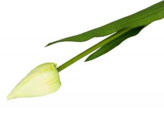 Tulipan w pąku gałązka 50 cm Cream/Green sztuczne kwiaty jak żywe