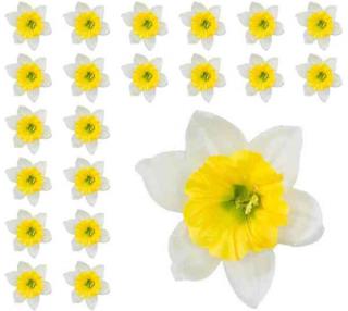 ŻONKIL główka kwiat cream/yellow 24 szt sztuczne kwiaty jak żywe