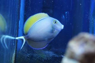 Acanthurus bariene rozmiar 10 cm