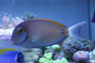 Acanthurus bariene rozmiar 13-14 cm