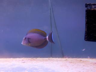Acanthurus blochii rozmiar  10cm