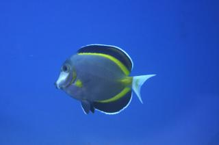 Acanthurus japonicus rozmiar 7 cm