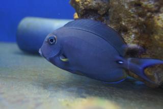 Acanthurus leucocheilus rozmiar 11-12 cm