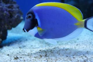 Acanthurus leucosternon (Pokolec Białobrody) rozmiar 11-12 cm