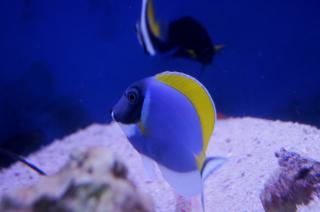 Acanthurus leucosternon (Pokolec Białobrody) rozmiar 7-8 cm