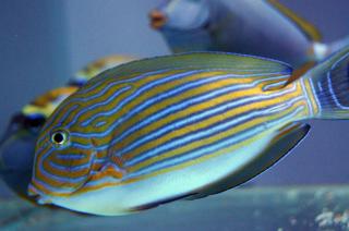 Acanthurus lineatus rozmiar 10 cm