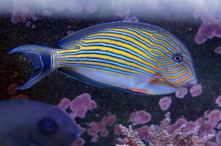 Acanthurus lineatus rozmiar 12 cm