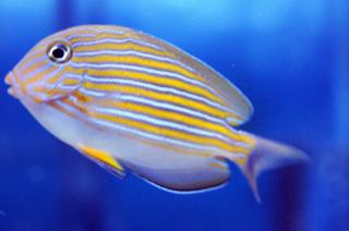 Acanthurus lineatus rozmiar 8 cm