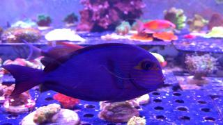 Acanthurus mata rozmiar 15-16 cm