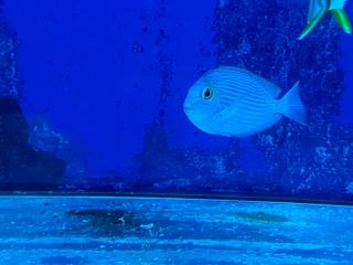 Acanthurus mata rozmiar 7-8 cm