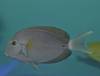 Acanthurus nigricauda  8-9cm