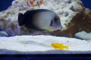 Acanthurus pyroferus rozmiar 5cm