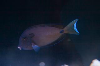 Acanthurus tennentii rozmiar 10-11 cm