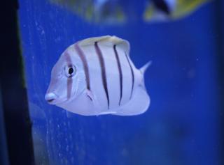 Acanthurus triostegius 6-7cm