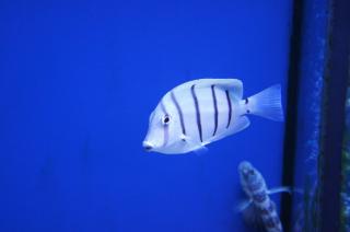 Acanthurus triostegius  9cm