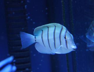 Acanthurus triostegus rozmiar 7-8 cm