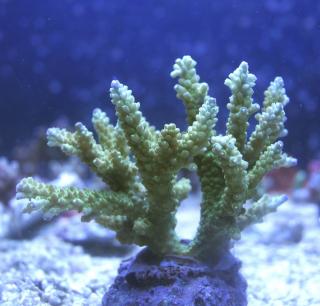 Acropora divaricata (cadet blue)