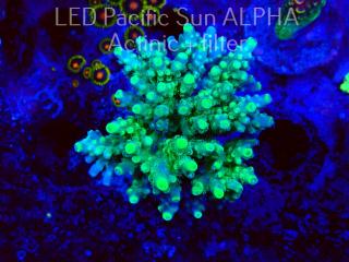 Acropora granulosa ELECTRIC LIME (09.06.2022) MM3-I-20  6cm