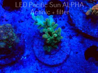 Acropora sp. AUSTRALIA (09.06.2022) MM3-I-10  3cm