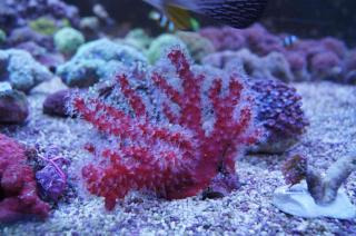 Alcyonium Spp Chilli Sponge