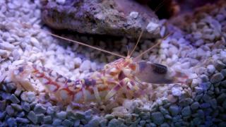 Alpheus bellulus (Pistol shrimp) 7-8cm