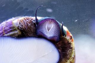 Astrea species (Turbo snail)