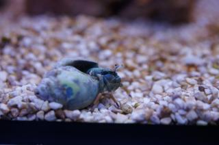 Calcinus leavimanus (Blue eye crab)