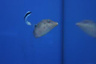 Canthigaster solandri 5-6 cm