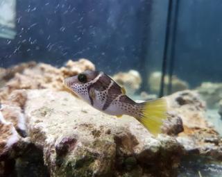 Canthigaster valentini rozmiar 8cm