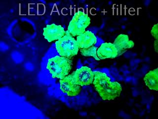 Caulastrea furcata fluo (16.11.2021) 10H