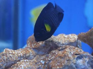 Centropyge flavipectoralis (Yellow Fin Angel) rozmiar 8 cm