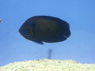 Centropyge multispinis (Blue Fin Angel) 9-11 cm