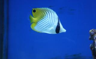 Chaetodon auriga rozmiar 8 cm