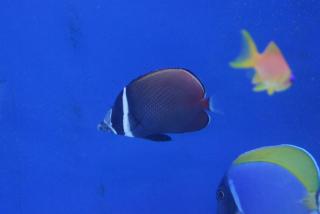Chaetodon collare rozmiar 7-9 cm
