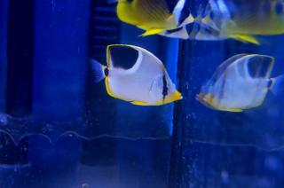 Chaetodon ephippium rozmiar 8 cm