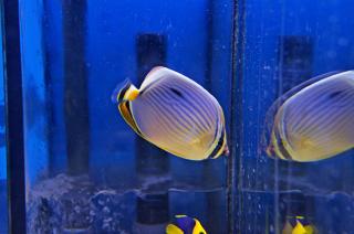 Chaetodon trifasciatus rozmiar 9cm