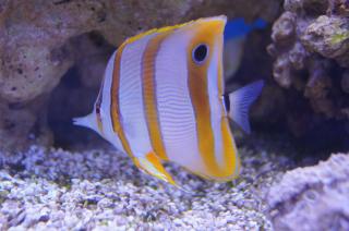 Chelmon rostratus rozmiar 9cm